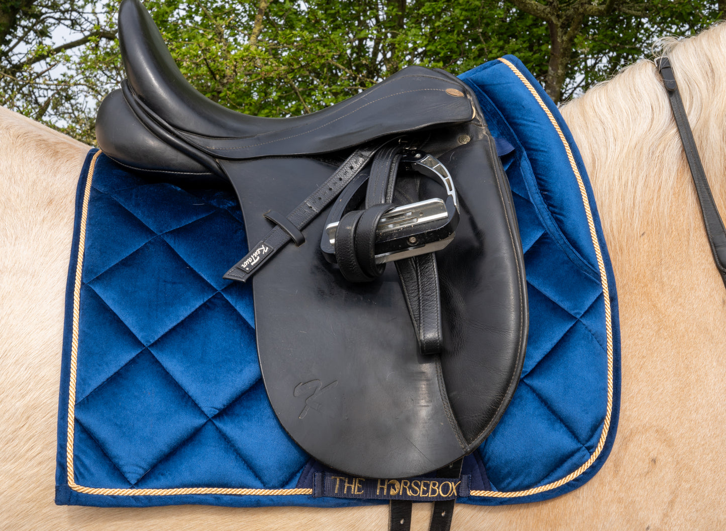 Zadeldekje in blauwe fluweel van THE HORSEBOX met zwart zadel en teugels op een paard