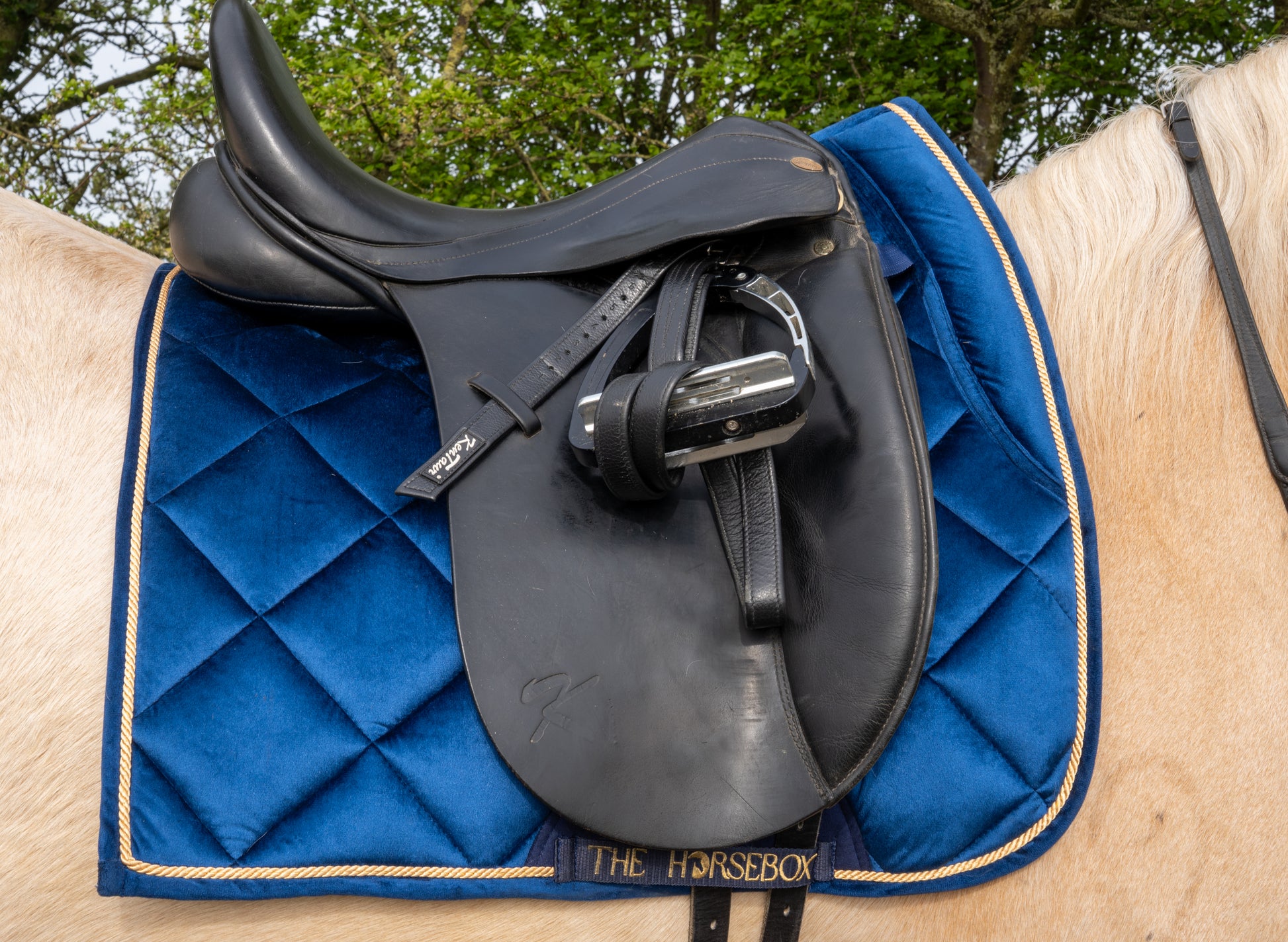 Zadeldekje in blauwe fluweel van THE HORSEBOX met zwart zadel en teugels op een paard